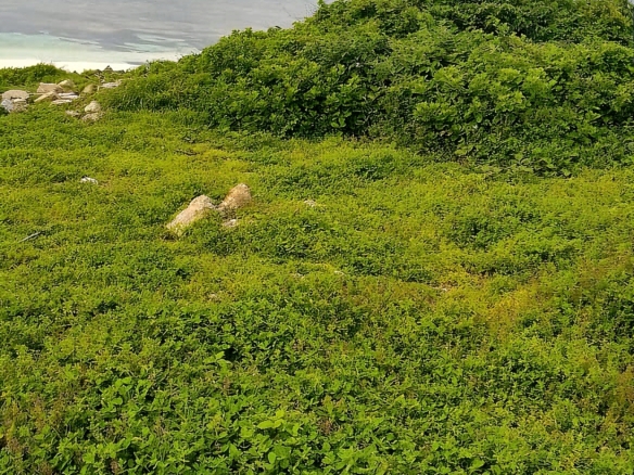 24 Acre Prime Beach Plot for Sale in Kilifi RealEstateKenya.net 1st Row Beach plot