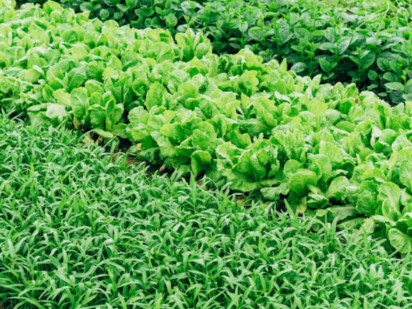 Cultivating Wealth_ Investing in Farmland and Agribusiness in East Africa RealEstateKenya.net