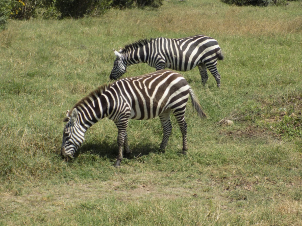 Konza City - Prime Land For Sale, Kajiado-Kaputei - Ideal for Investment or Development