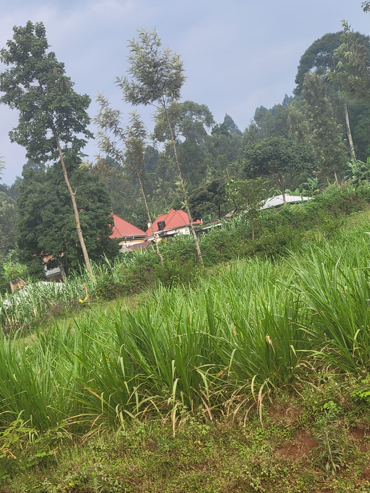 RealEstateKenya.net Residential Plot for Sale in Nyosia, Kisii County NYOSIA 120-300