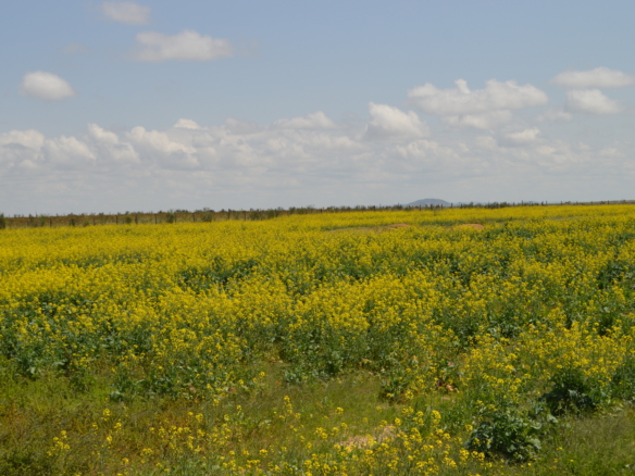 NAROK FARMLANDS