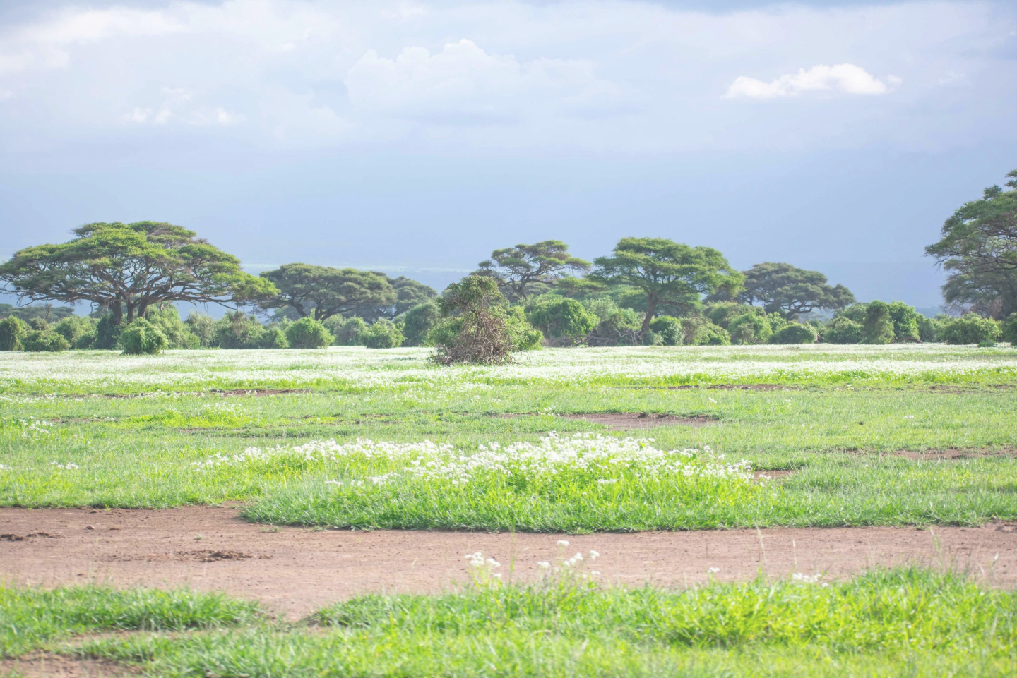 this comprehensive guide will walk you through everything you need to know about buying land in Kenya Realestatekenya-net-buy-rent-lease